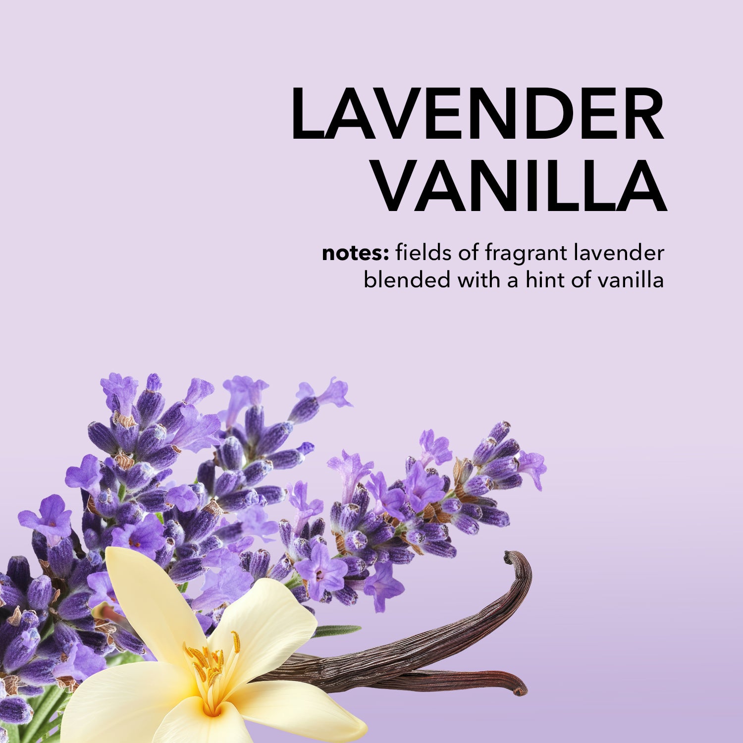 Lavender Vanilla Fragrance Notes: fields of fragrant lavender blended with a hint of vanilla