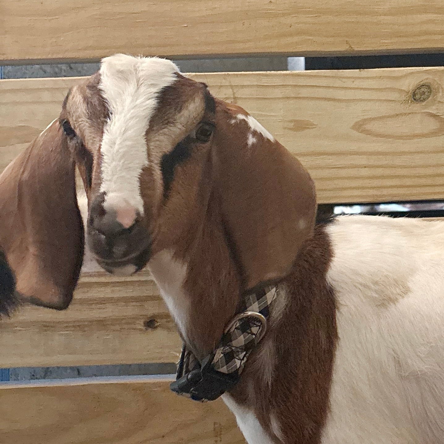 Goat with a checkered collar standing on wooden flooring