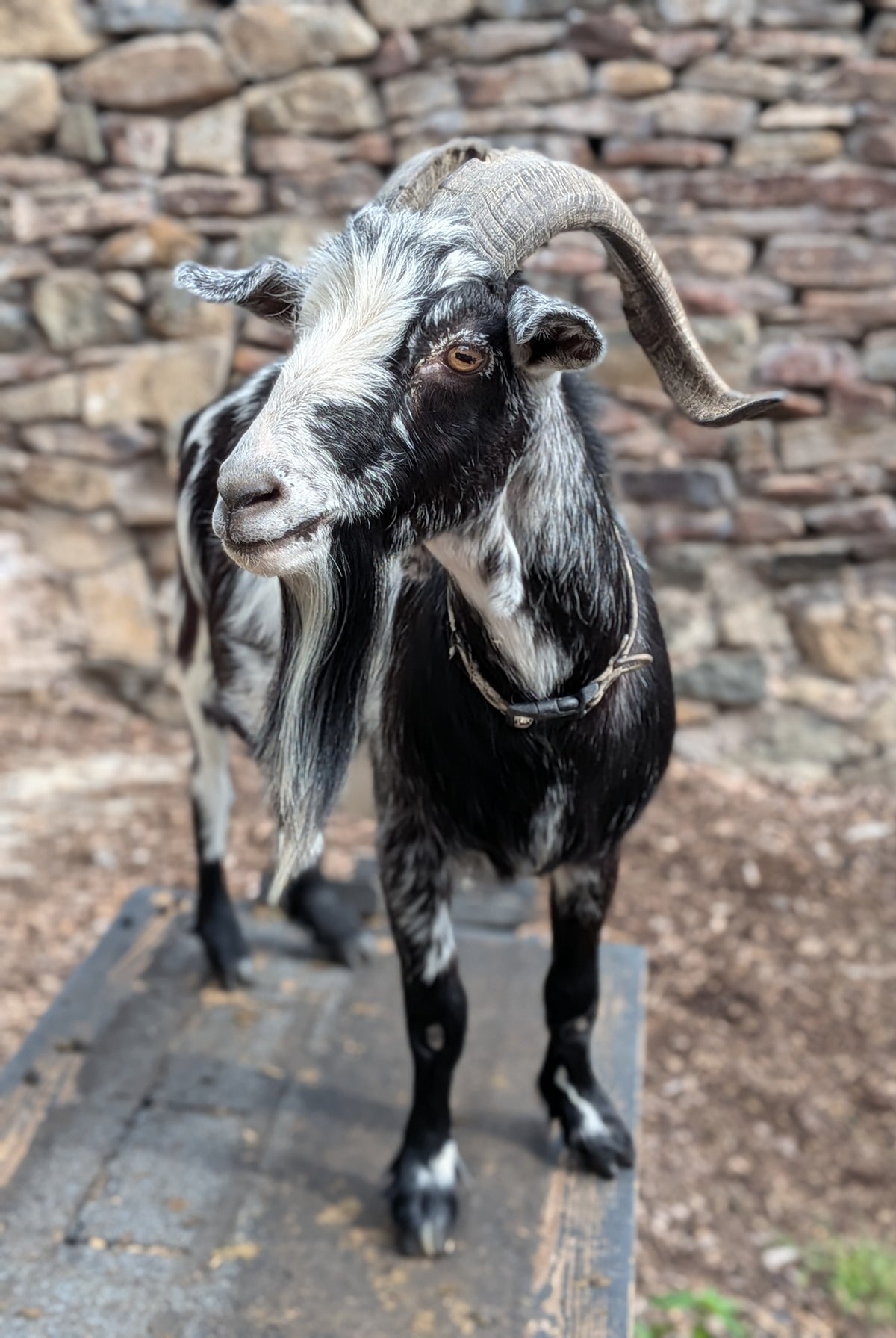 Pumpkin, a black and white pygmy goat with long curved horns and a long flowing beard, stands on a wooden platform in front of a rustic stone wall.