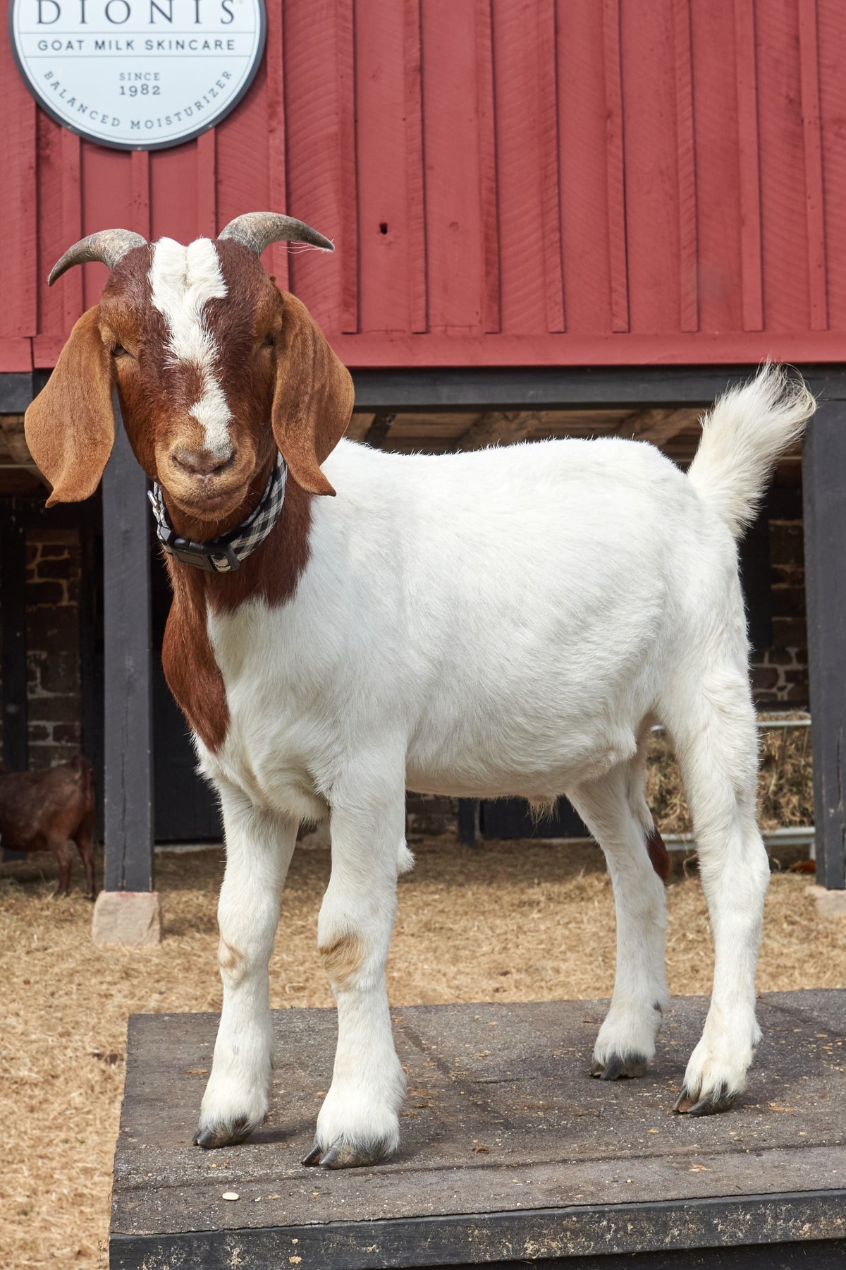 Butterscotch the Goat, 2025