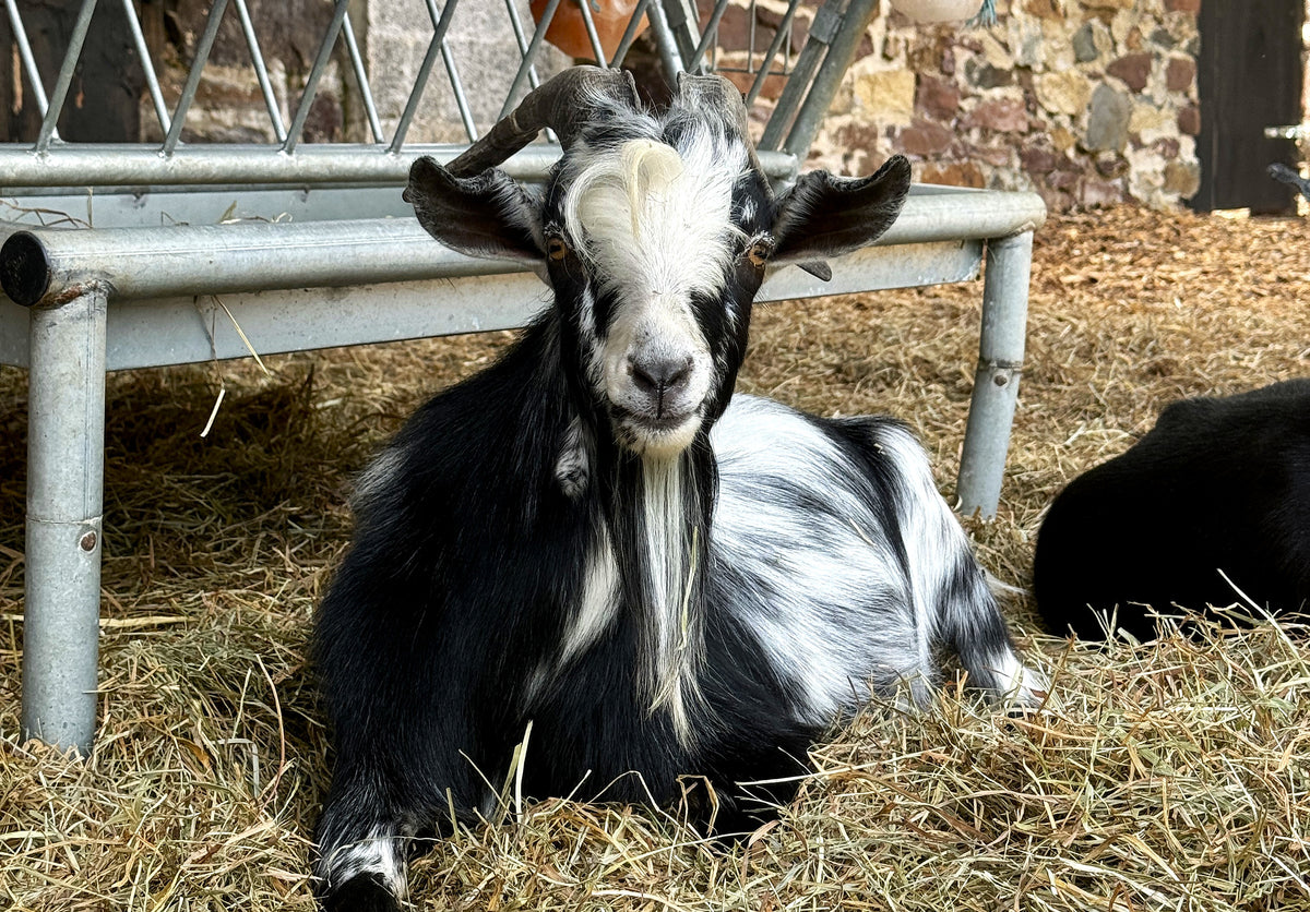 Pumpkin the Goat, 2026.