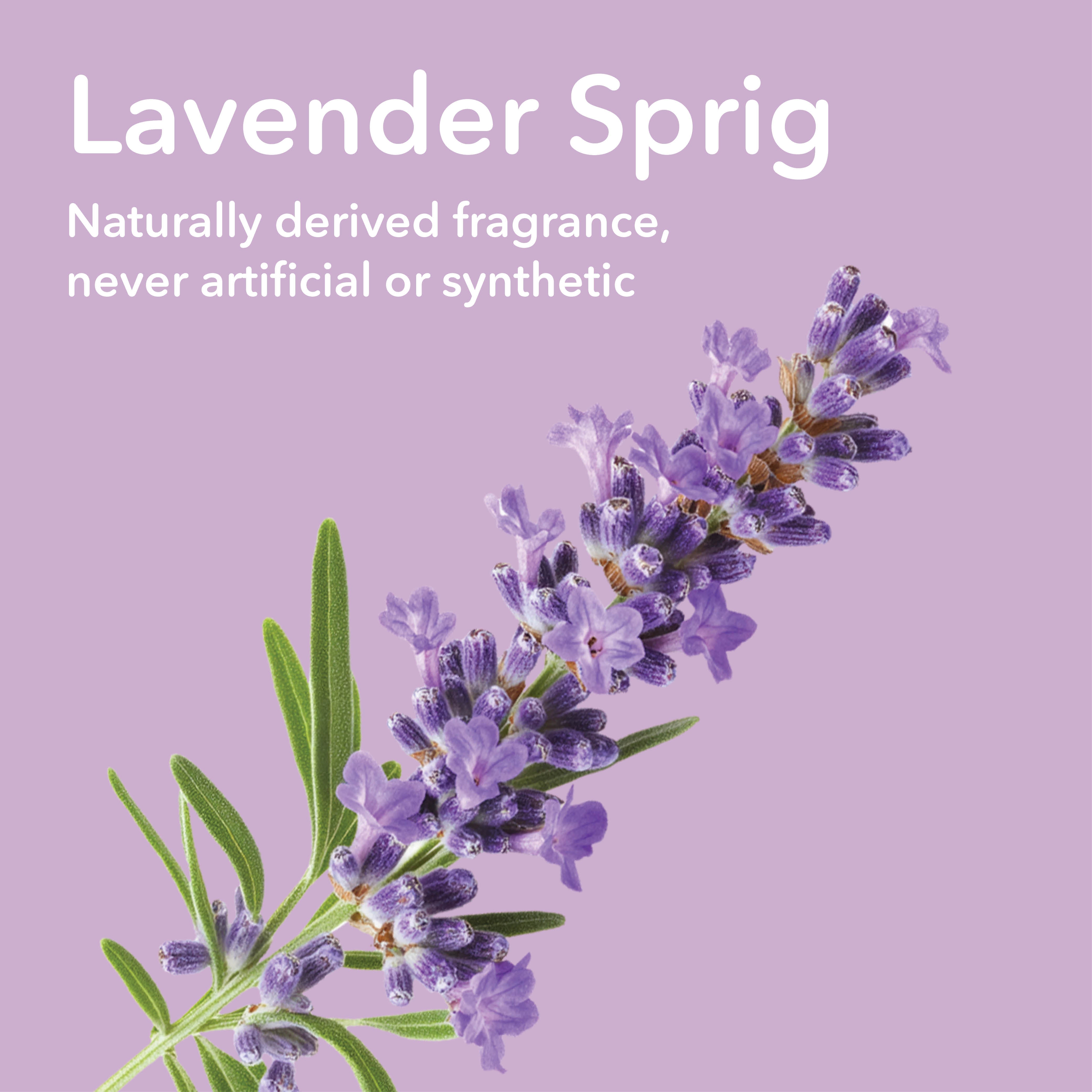 Lavender sprig with purple flowers and green leaves on a solid lavender background, with text reading 'Lavender Sprig' and 'Naturally derived fragrance, never artificial or synthetic'.
