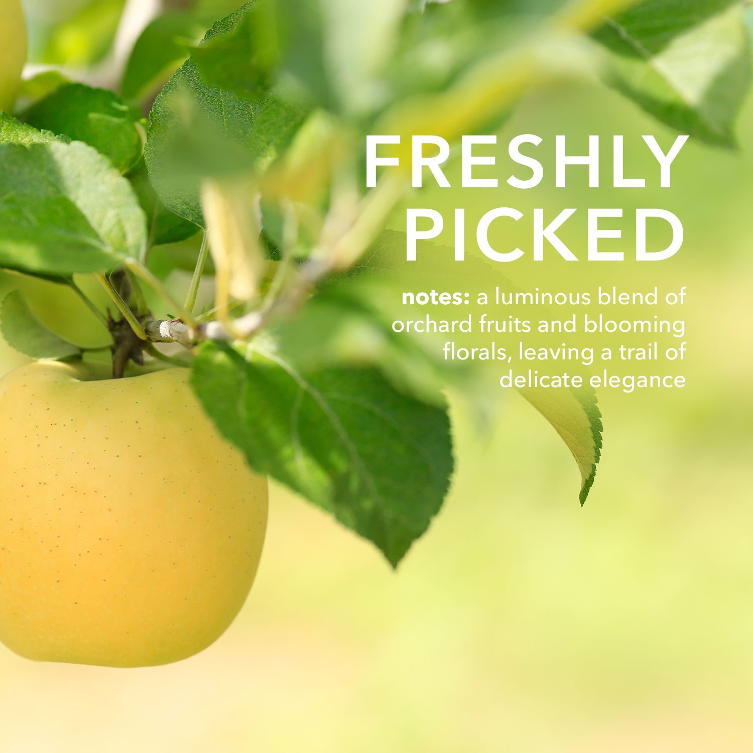 Freshly Picked fragrance notes: a luminous blend of orchard fruits and blooming florals, leaving a trail of
delicate elegance