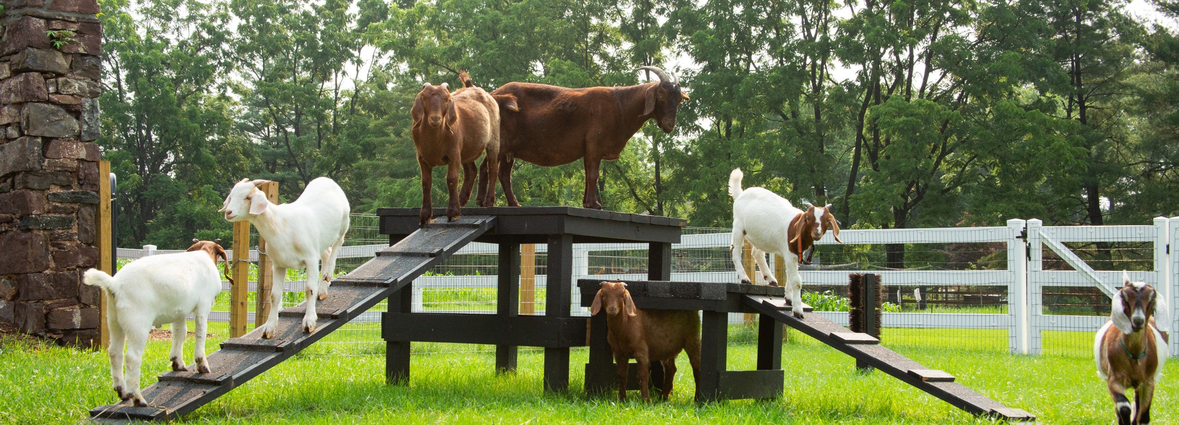 Goats on the farm at Dionis