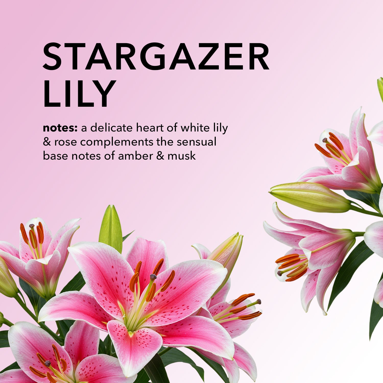 Stargazer Lily fragrance notes: a delicate heart of white lily & rose complements the sensual base notes of amber & musk