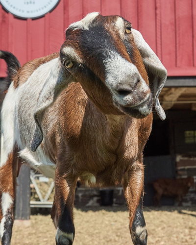 JOIN THE HERD®