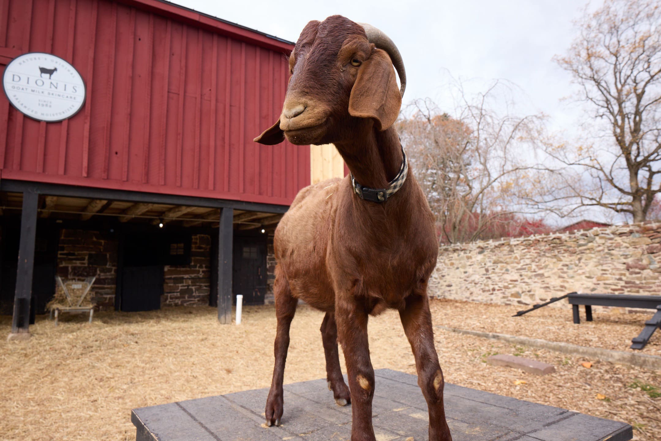 A brown Boer Goat standing on a platform in front of the Dionis Goat Milk Skincare logo on the Dionis Farm.