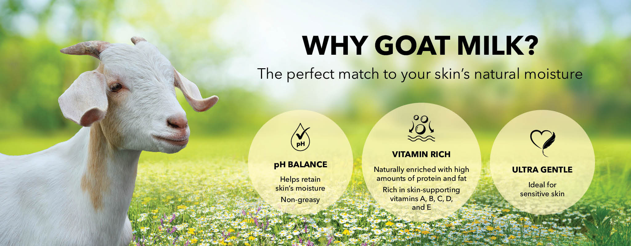 Goat standing in a field with text about goat milk benefits