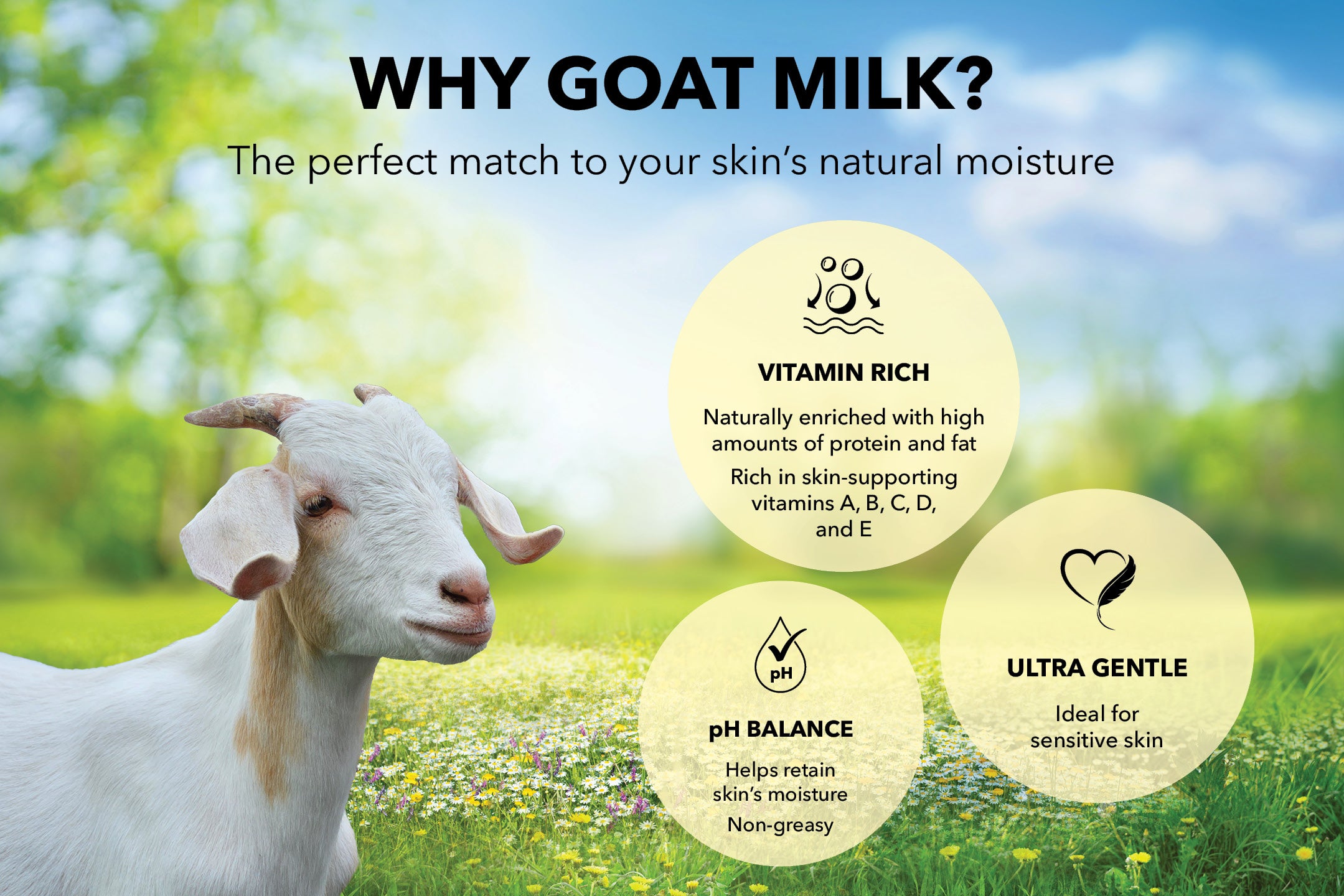 WHY GOAT MILK? 
The perfect match to your skins natural moisture.
VITAMIN RICH 
Naturally enriched with high amounts of protein and fat. Rich in skin-supporting vitamins A, B, C, D, & E.
pH BALANCE 
Helps retain skin's moisture. Non-greasy.
ULTRA GENTLE
Ideal for sensitive skin.
