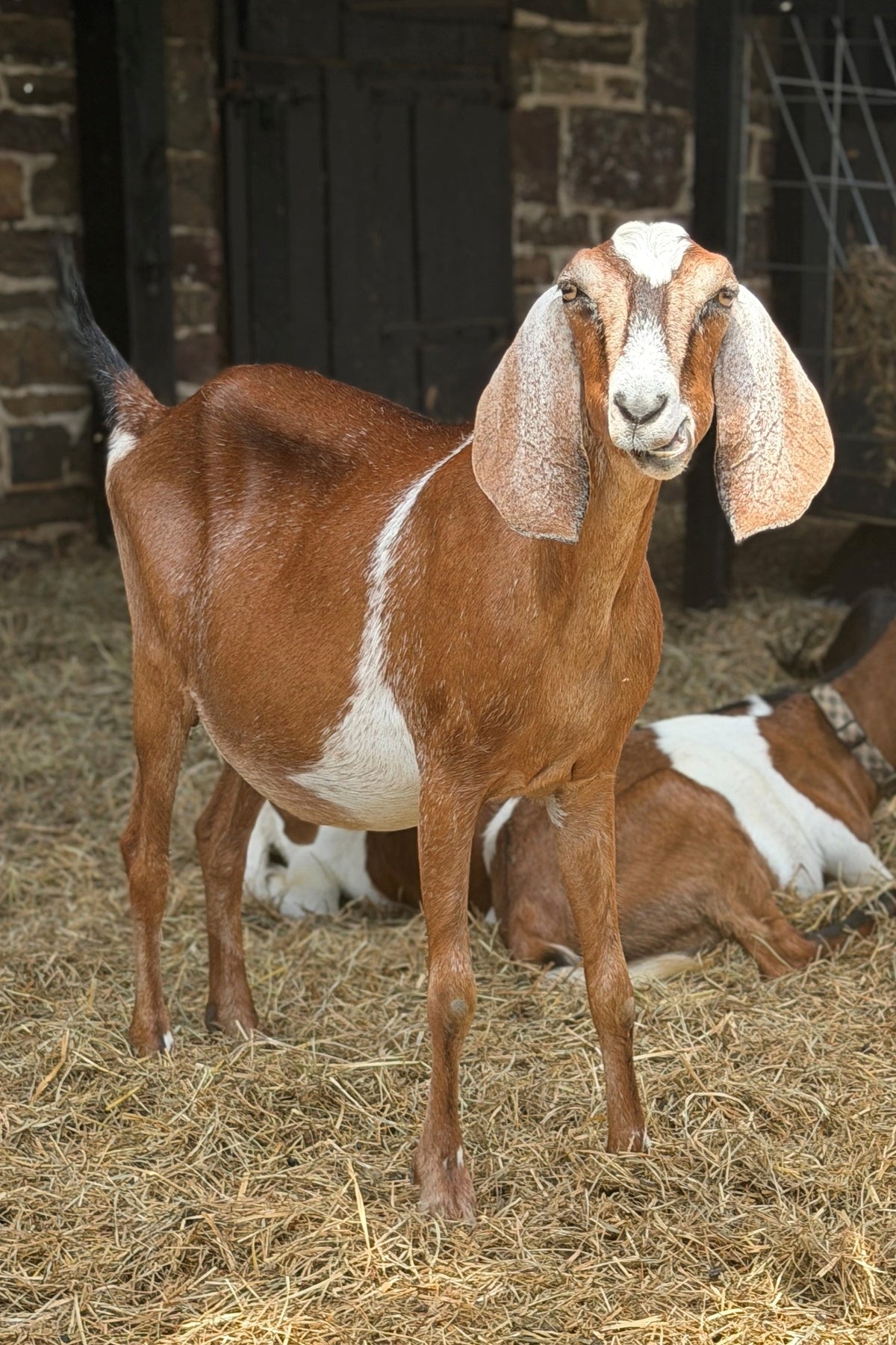 Blossom the Goat, 2026