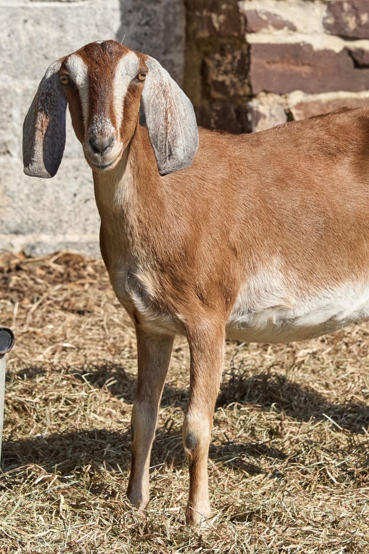 Honey the Goat, 2025