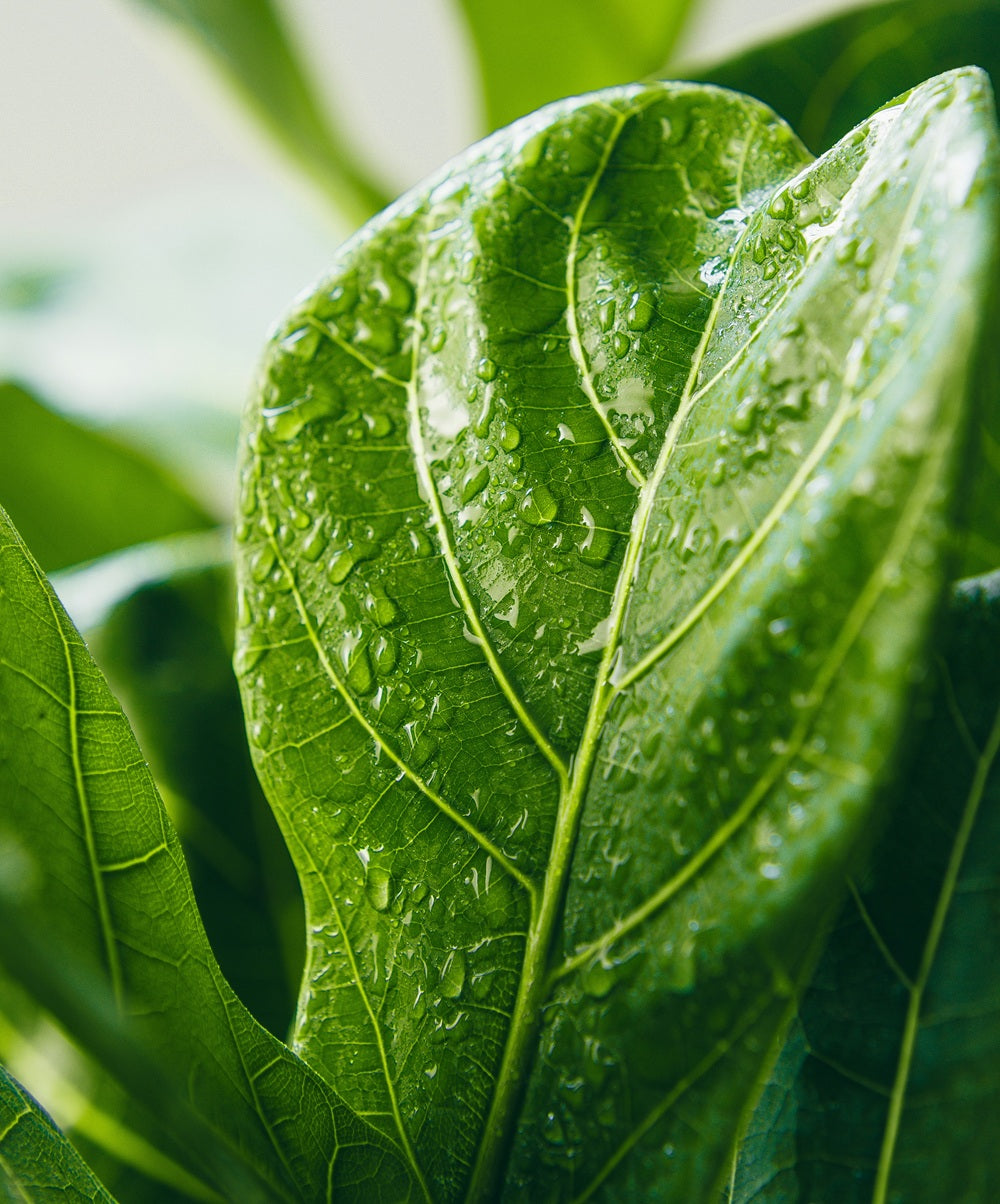 Close-up of a green leaf with water droplets on a blurred natural background
