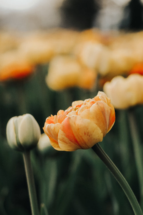 Close-up of a peach-colored tulip with blurred tulips in the background