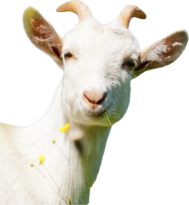 Dionis Goat
